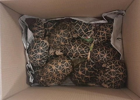 Star tortoises image used for representation