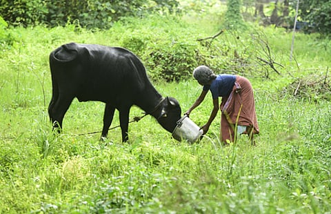 Representative image