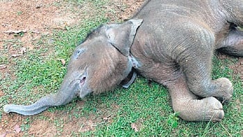 The carcass of the young elephant.