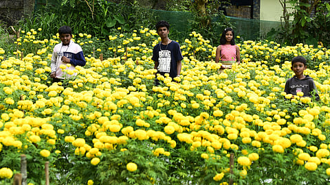 Yellow marigold blooms ready for harvest at K K Vijayan’s flower field at Kakkanad in Kochi.