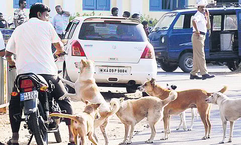 Around 30 to 40 cases stray dog bites have been recorded daily since this January, in Bengaluru