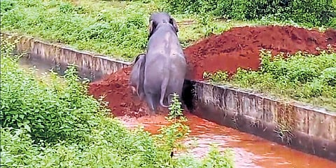 The calf coming out of the canal through the ramp