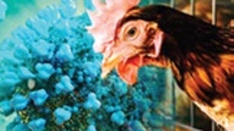 Bhubaneswar mayor asks people to avoid chicken for a few days