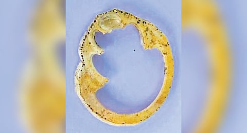 The conch bangle unearthed by archaeologists in the third phase of the Vembakottai excavation in Virudhunagar