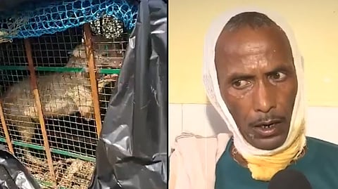 A wolf attack victim.