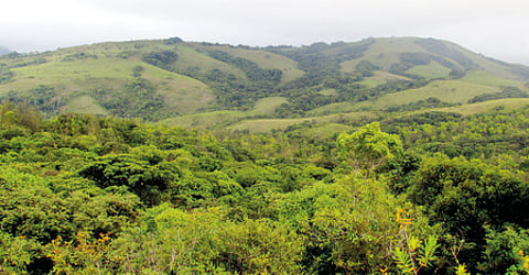 20,805 hectares of forest land given to infrastructure projects in 20 years