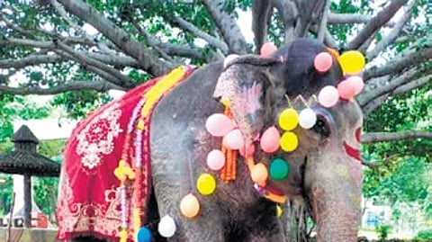 Kharsel, the elephant which lorded over Debrigarh, dies at 65