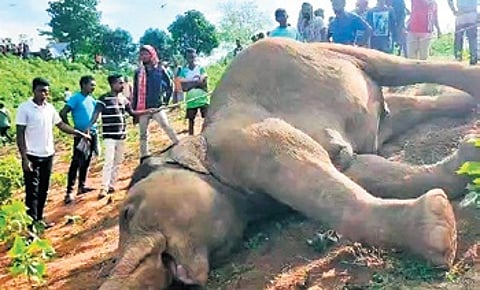 A few residents of Phulaputi village found the carcass in a cotton orchard in the morning and informed forest officials.