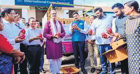 Deputy Chief Minister Kanak Vardhan Singh Deo and Principal Secretary, Agriculture Arabinda Padhee showing the export variety of dragon fruit at the airport