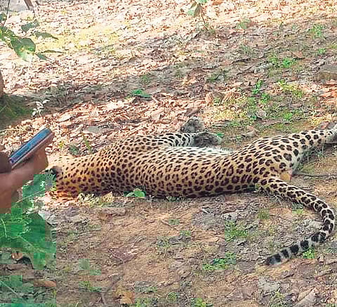Live wire trap laid to catch animals kills poacher, leopard in MP jungles
