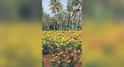 Flowers cultivated as part of the project