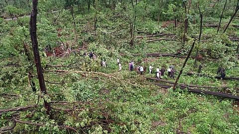 The thousands of trees uprooted in the Eturnagaram Wildlife Sanctuary in Mulugu district due to a rare weather system on August 3