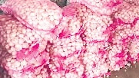 750kg of Chinese garlic was seized at Gondal-APMC.