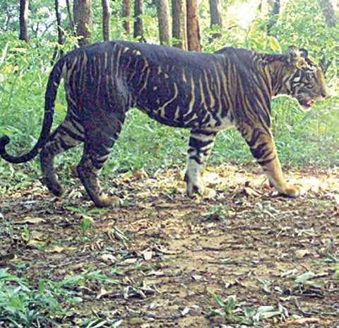 Melanistic tiger safari project gets National Tiger Conservation Authority nod, CZA approval awaited