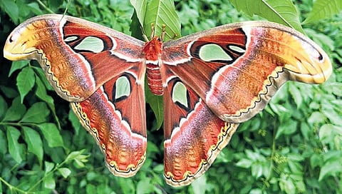 The Atlas moth that was spotted in the Kalvarayan Hills in Kallakurichi district