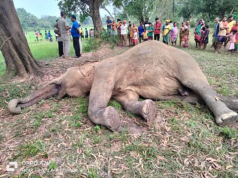 Carcass of the female elephant.