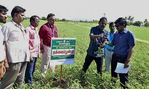 District collector M Pradeep Kumar inspecting a field where farmers raised green manure to improve soil health under the Chief Minister's Mannuyir Kaathu Mannuyir Kaappom scheme