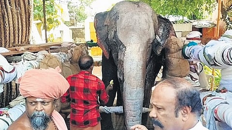 The injured elephant