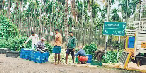 Farmers of Elavanchery loading their produce in a pickup van