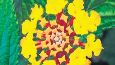 The forest officials are finding it difficult to dispose of the weeds as not all the species can be utilised.