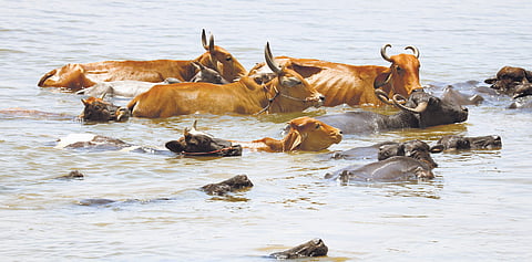 With mercury rising, cattle taking a dip in Maadakarupu kanmoi at Andarkottaram near Madurai