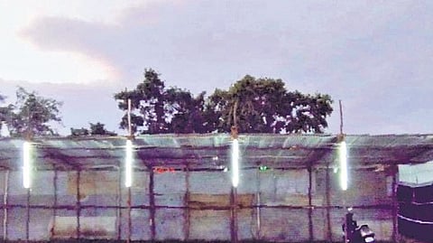 A majority of the 80 stalls have not been taken up and only three mango varieties are on display