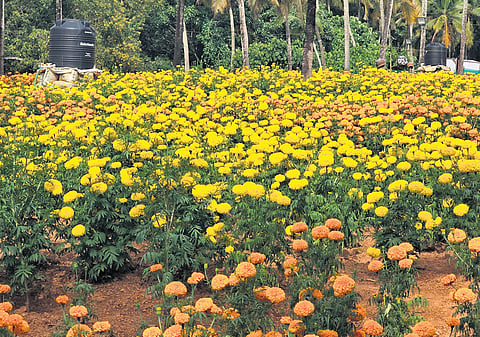 A patch of marigold farming in Thiruvananthapuram