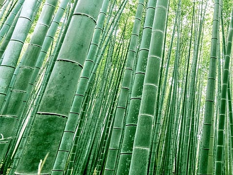 Image used for representational purposes.