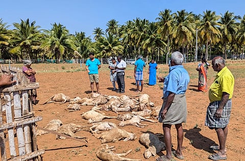 As many as 29 goats held in the sheepfold in an agricultural field at Thottiyapatti in Kangeyam Taluk in Tirupur were killed by stray dogs in September