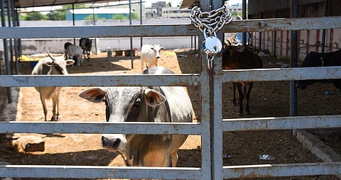 Captured stray cattle housed at Tiruchy Corporation's shelter in Konakkarai on Thursday.