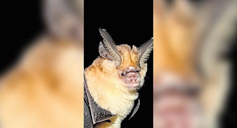 Researchers seek to expand conservation reserve ambit of Endangered Kolar bats