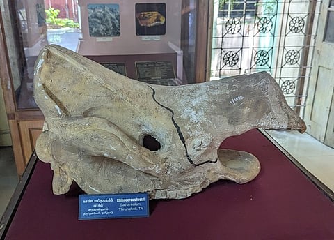 The fragmented skull of a fossil rhinoceros collected from Sathankulam is preserved at the government museum in Chennai.