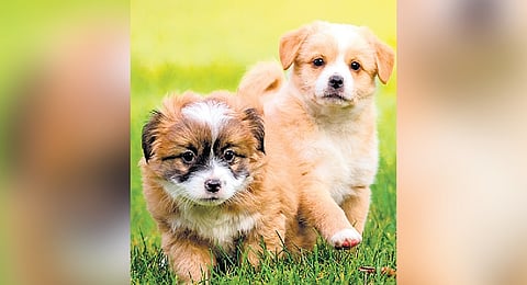 Keep your pet’s eye health in check