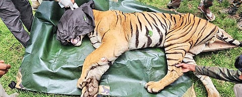 Tiger ‘Mooga’ captured by forest officials at Kunturu forest range on Saturday