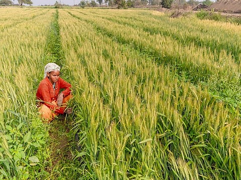 Kharif foodgrain production likely to go up by 5.7%
