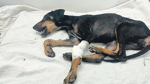 The injured puppy