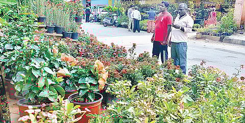 Andhra: More women shift to floriculture