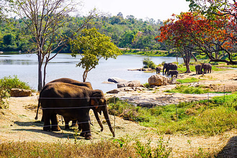 Bannerghatta National Park