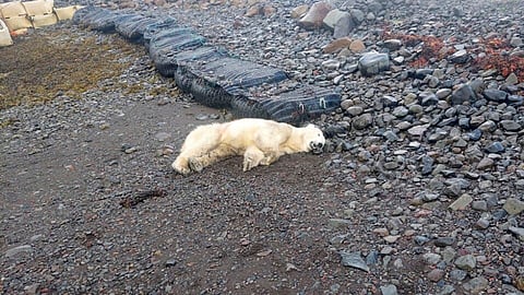 This handout photo shows a polar bear that was shot by the police after being considered a threat to people nearby, authorities said, in Westfjords, Iceland, Thursday Sept. 19, 2024. The bear was shot near a summer home in the Westfjords in the north west tip of Iceland.