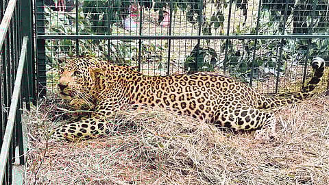 The leopard was trapped in a cage placed by forest officials in Electronics City late on Tuesday night. It was later released into a conducive habitat