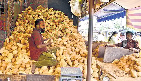 A shopkeeper arranging coconuts at TK Market in Coimbatore