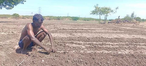 A maize farm that was destroyed by the feral pigs at Kovilpatti near Muthalapuram in Thoothukudi