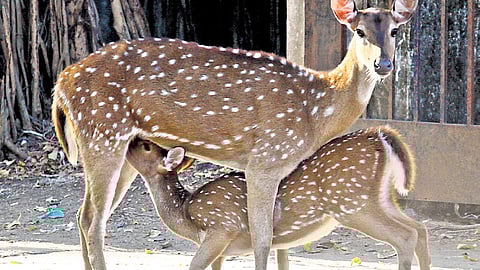 Spotted deer in IIT Madras
