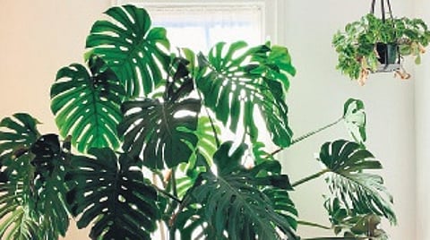 Monstera Care