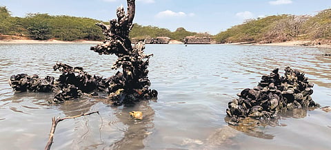 For the last year, the NGT has been directing the government to come up with a solution and start removing the invasive mussels.
