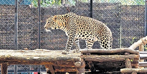 The leopard in the glass-view facility of Sambalpur Zoo
