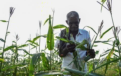 Maize cultivation at Irungalur village near Tiruchy