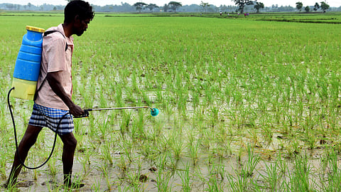 A man spraying chemicals at a field near Nagapattinam