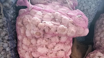 A view of Chinese Garlic