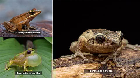 Four new species discovered in herpetofauna survey at Mudumalai Tiger Reserve